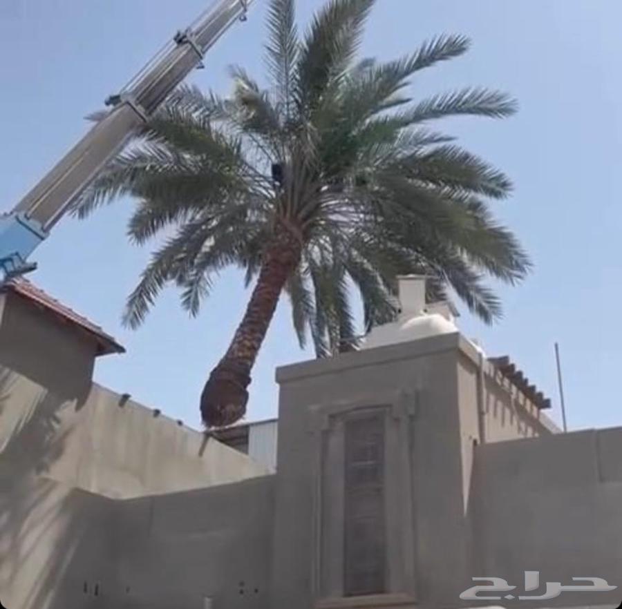 Palm tree cleaning, palm tree planting, tree trimming, tree cutting, tree removal, tree relocation64474282602627111