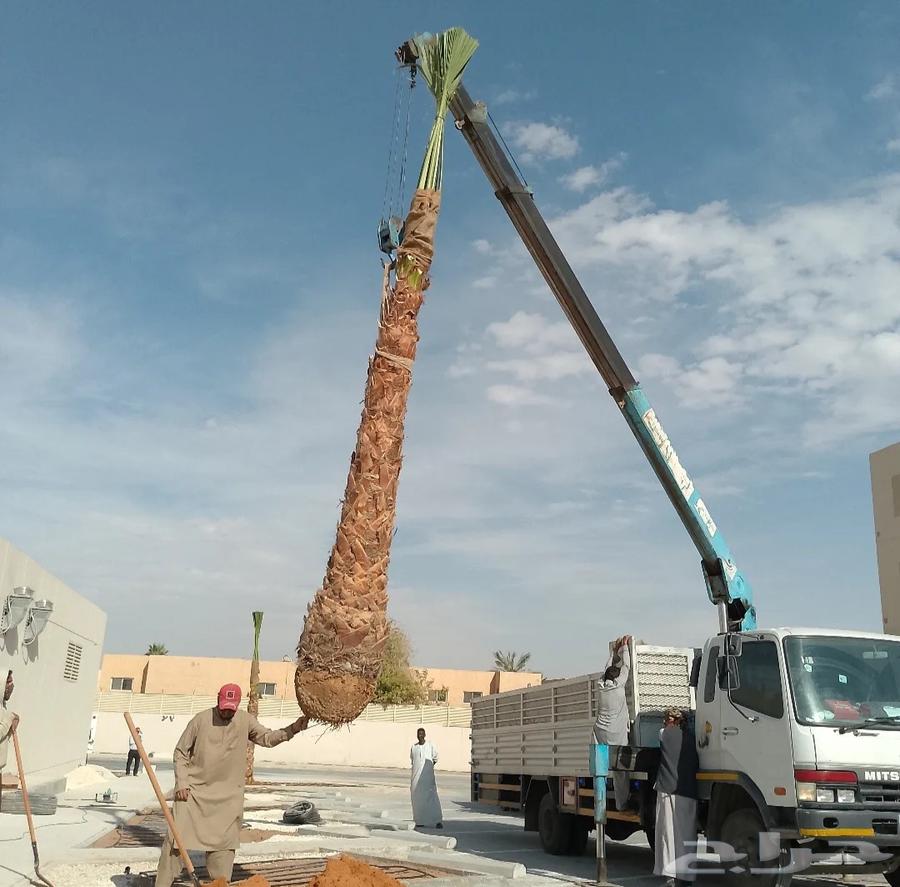 نخل وشنطونيا زينه ابومروحه64474122201218112