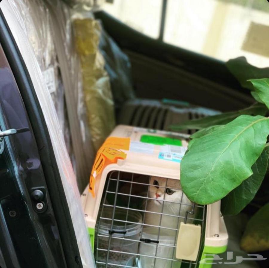 Delivery of pets to all areas of the kingdom, with air conditioning, care, and supervision64474282764162112