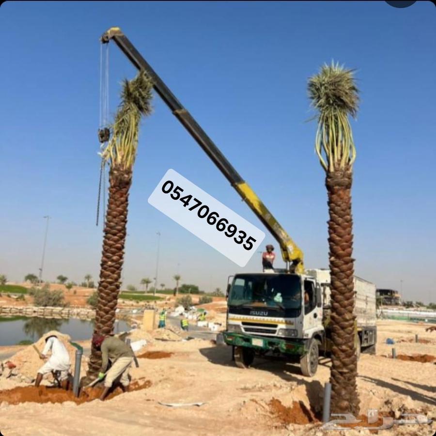 Palm tree cleaning, palm tree planting, tree trimming, tree cutting, tree removal, tree relocation64474282602627112