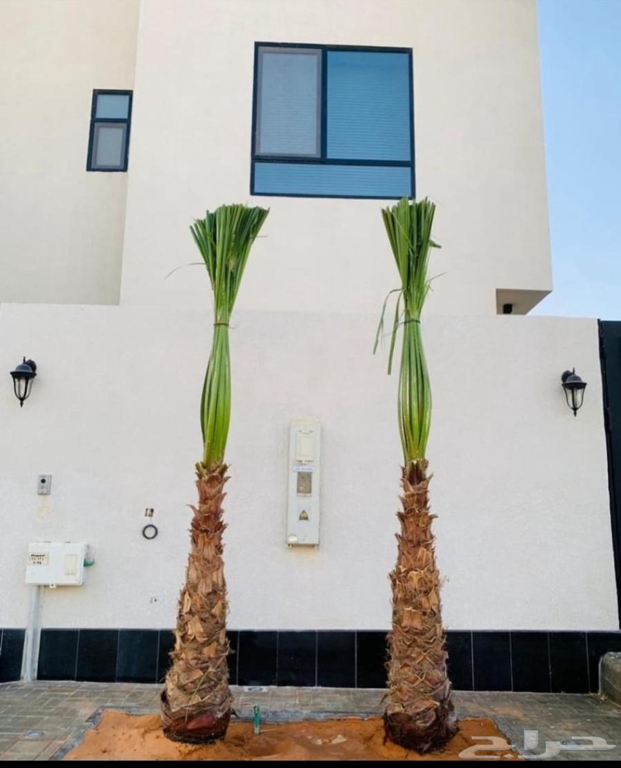 نخل وشنطونيا زينه ابومروحه64474122201218110