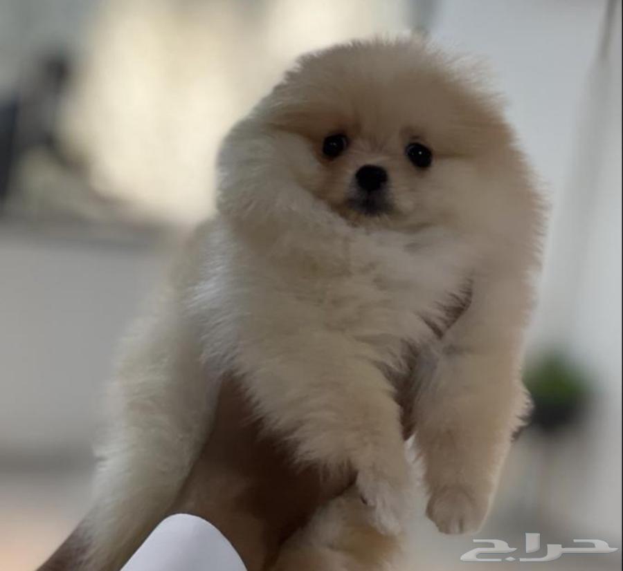 Delivery of pets to all areas of the kingdom, with air conditioning, care, and supervision64474282764162111