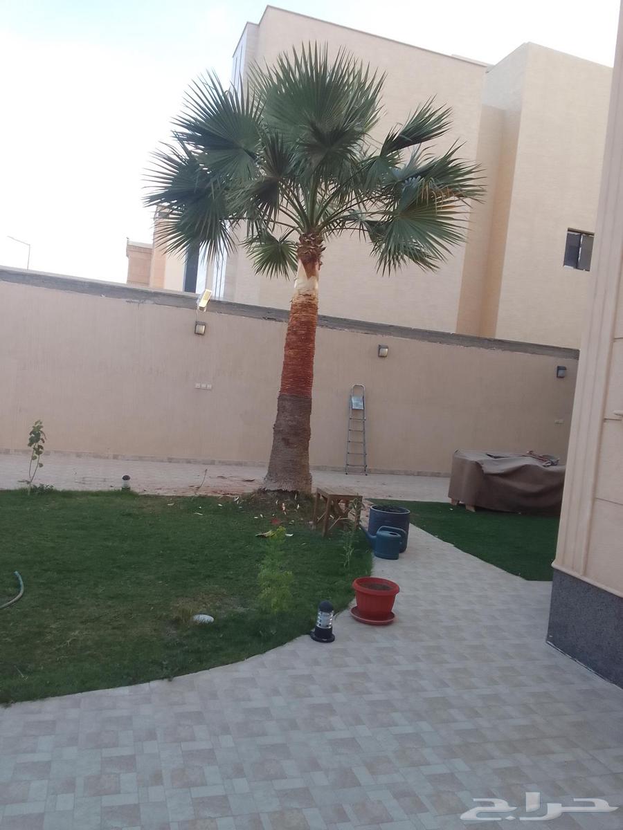 All types of palm trees, Magdool, Burayhi, Khlas, and Washington64474345232513110