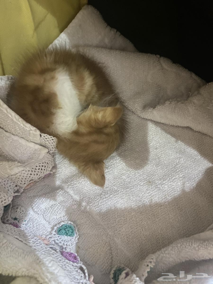 بطحاء قريش لقينا البسه صغيره في الشارع الأم متوفيه الي عندو64474107185283110