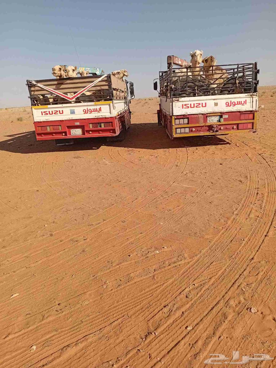 قيصومة فيحان المعيزيله مشاوير64474170896770110