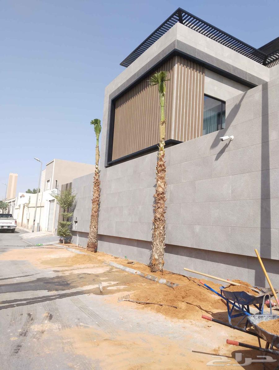 نخل وشنطونيا زينه ابومروحه64474122201218113