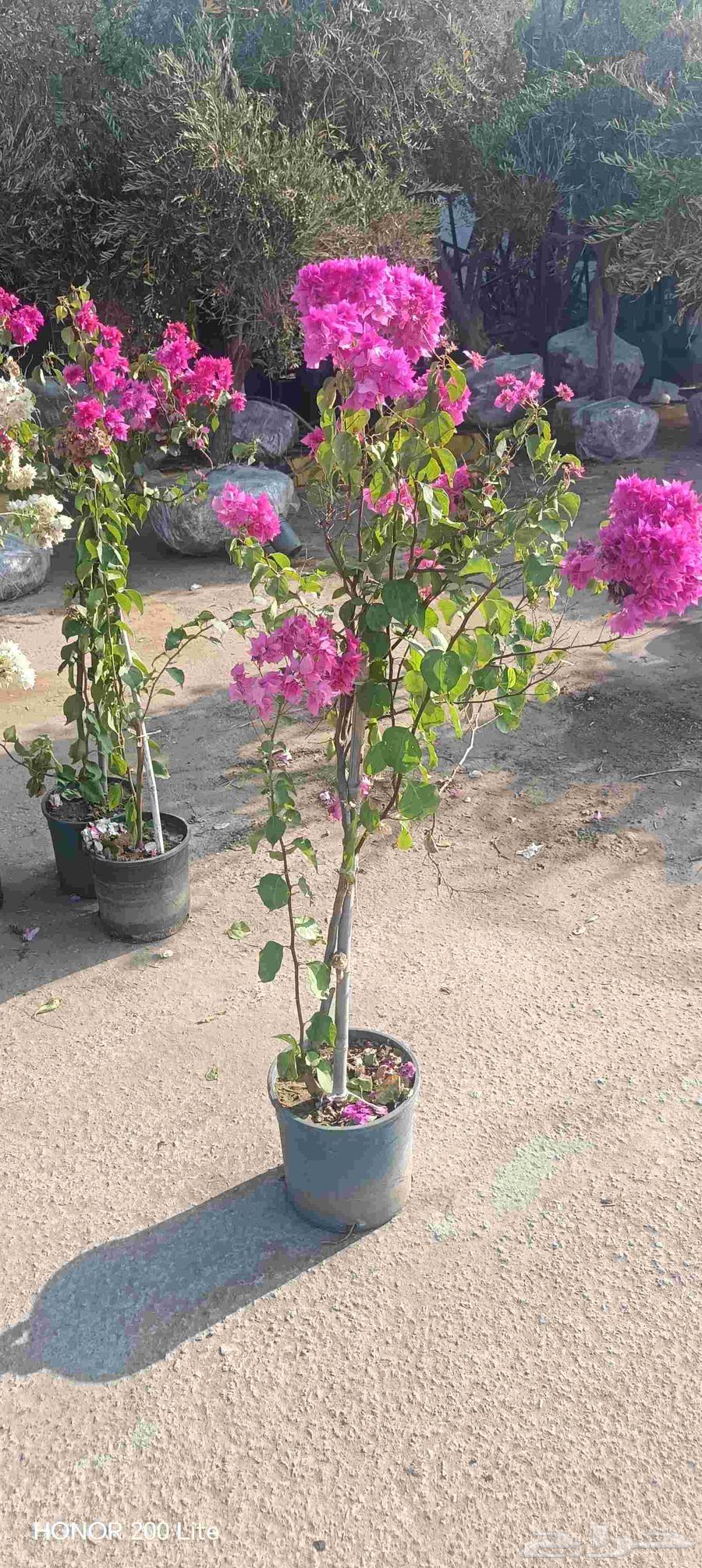 ابومحمد لتنسيق الحديق64474155457537110