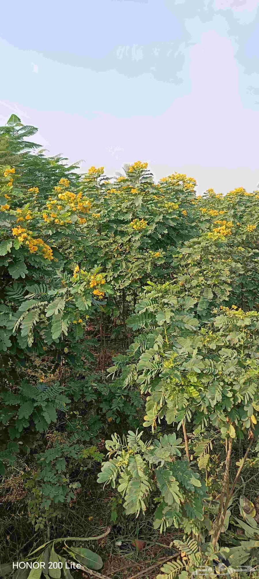 ابومحمد لتنسيق الحديق64474155457537111