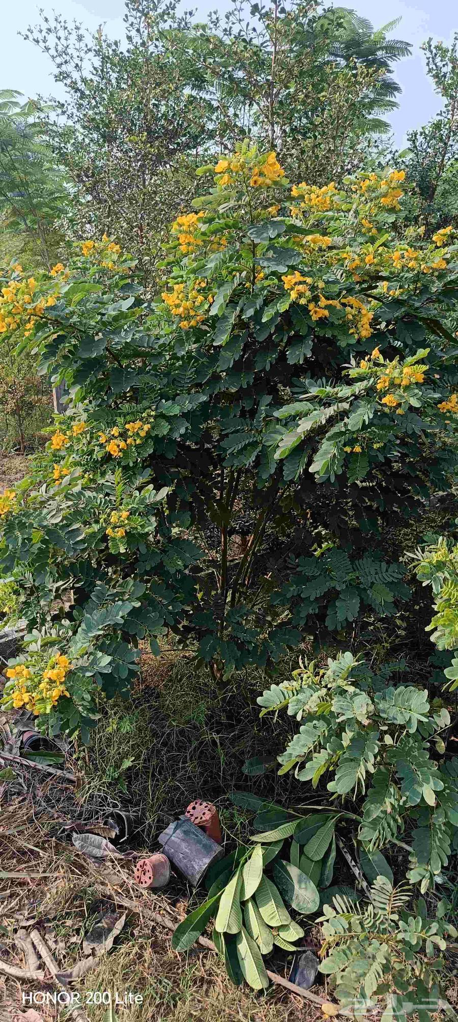 ابومحمد لتنسيق الحديق64474155457537112