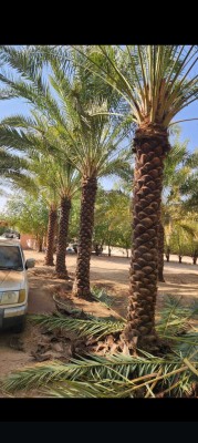 Supply and installation of all types of palm trees and date palms of all kinds Washington64474344790914111