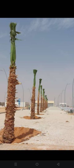 Supply and installation of all types of palm trees and date palms of all kinds Washington64474344790914110