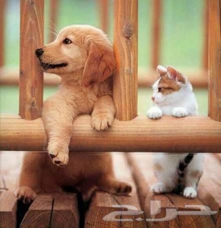 توصيل حيوانات اليفه الرياض الدمام الجبيل الشرقيه الحسا الخبر64474283357826113