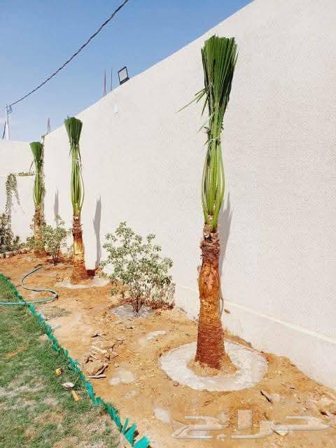 نخل وشنطونيا زينه ابومروحه64474122201218111