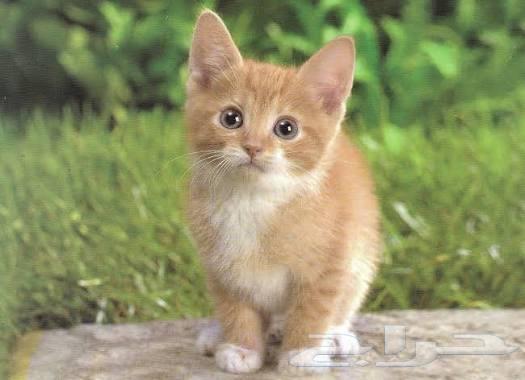 توصيل حيوانات اليفه الرياض الدمام الجبيل الشرقيه الحسا الخبر64474283357826110