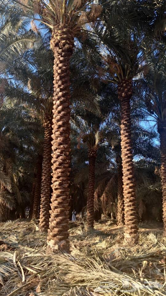 نخل روثان سته الى سبعه متر للبيع وتركيب شبوك64474122755073112