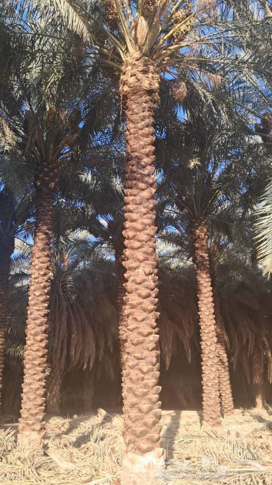 نخل روثان سته الى سبعه متر للبيع وتركيب شبوك64474122755073110