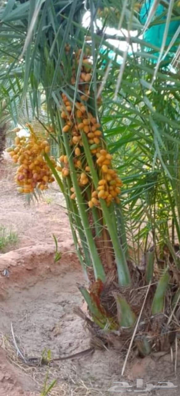 نخل نخيل وشنطني نخل زينه64481386940546112