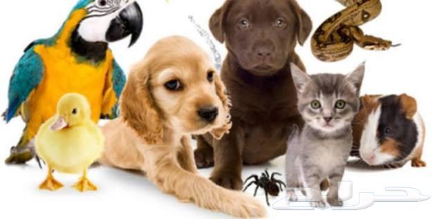 توصيل حيوانات اليفه الرياض الدمام الجبيل الشرقيه الحسا الخبر64474283357826112