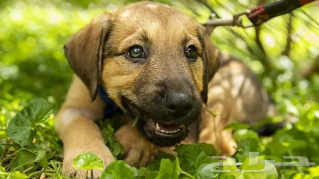 توصيل حيوانات اليفه الرياض الدمام الجبيل الشرقيه الحسا الخبر64474283357826114