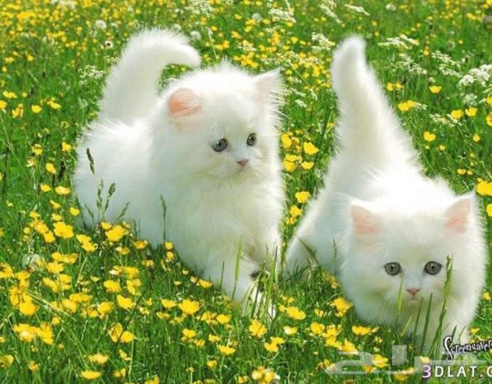 توصيل حيوانات اليفه الرياض الدمام الجبيل الشرقيه الحسا الخبر64474283357826111