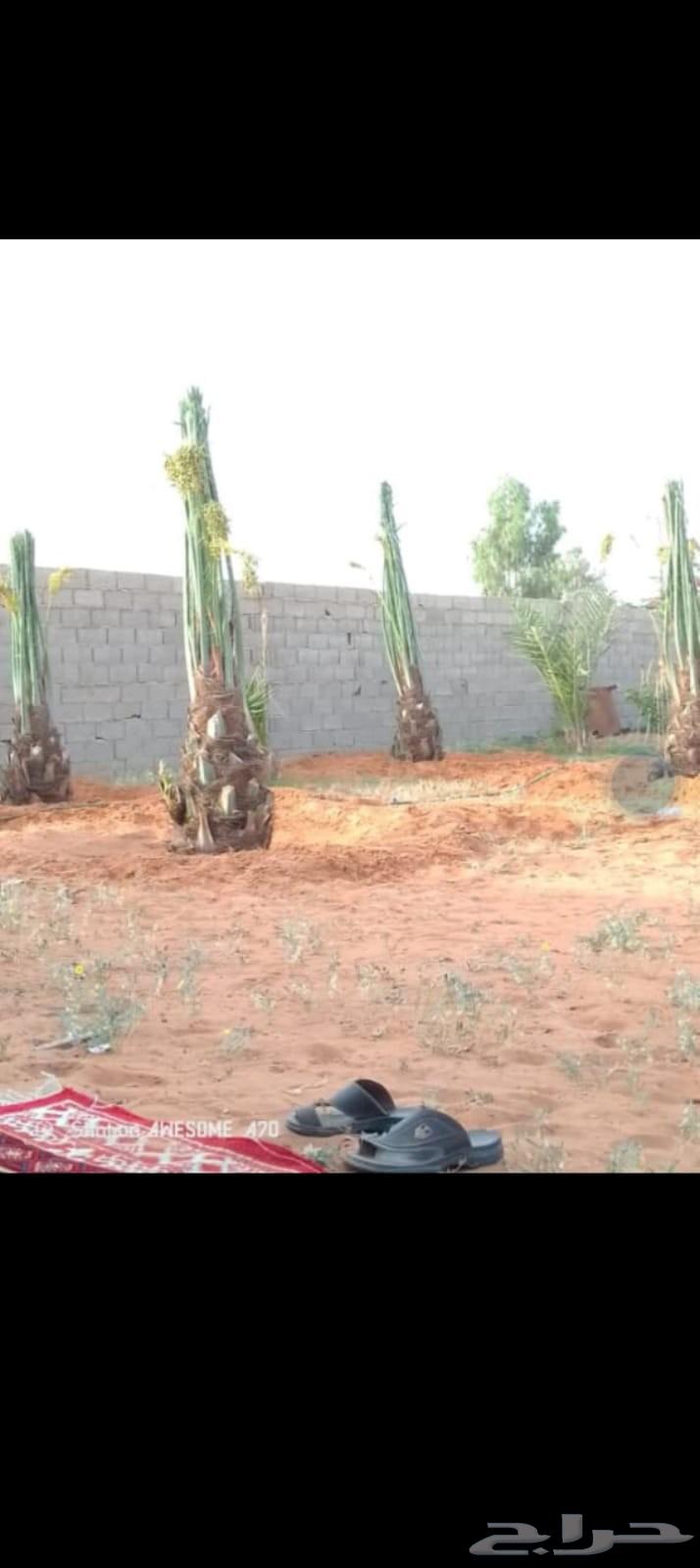 نخل نخيل وشنطني نخل زينه64481386940546114