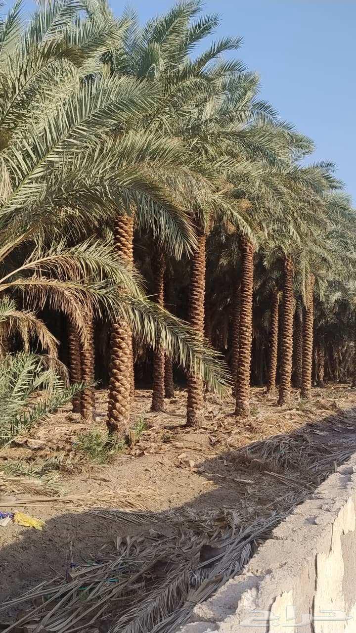 نخل روثان سته الى سبعه متر للبيع وتركيب شبوك64474122755073111