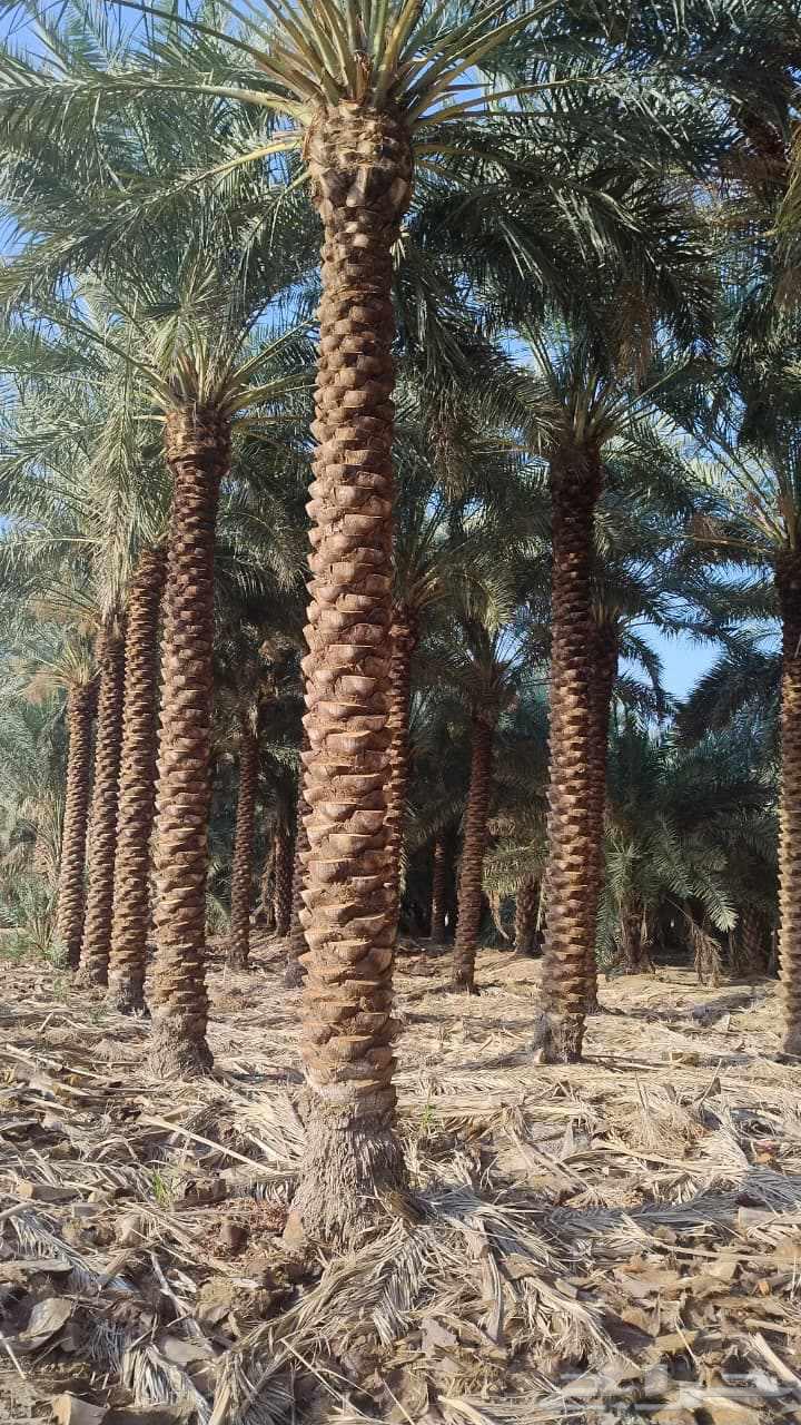 نخل روثان سته الى سبعه متر للبيع وتركيب شبوك64474122755073114