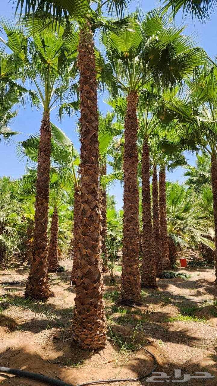 نحن مؤسسة مقاولات عامه 1الشبوك بجميع انواعها ومواصفات العالي64481402040193114