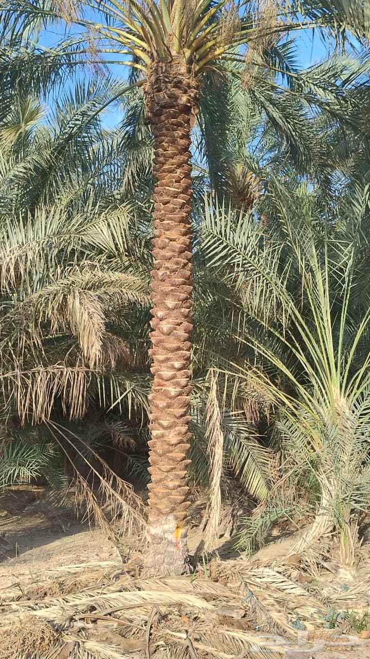 نخل روثان سته الى سبعه متر للبيع وتركيب شبوك64474122755073113