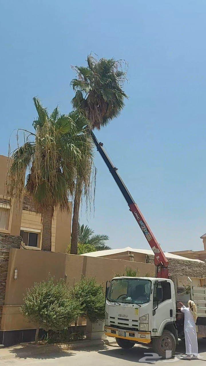 تنظيف نخل تكريب نخل تزيين نخل أزاله شجر ترحيل شجر64474265742851111