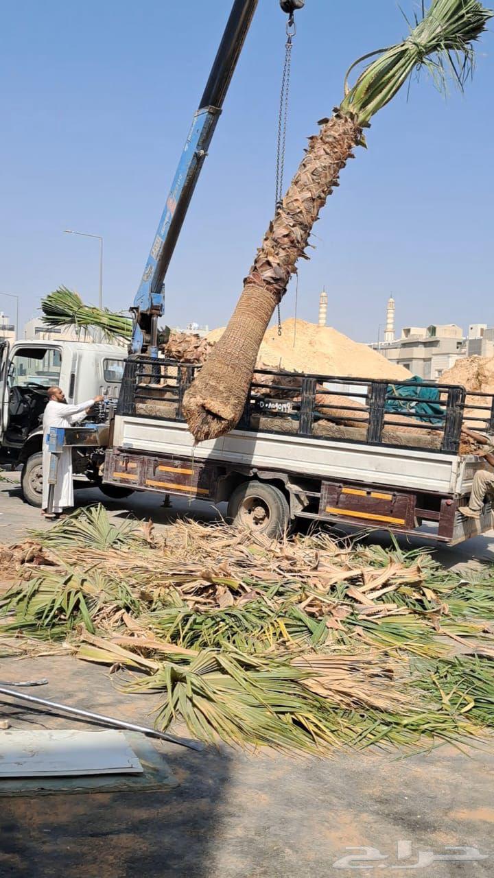 تنظيف نخل تكريب نخل تزيين نخل أزاله شجر ترحيل شجر64474265742851113