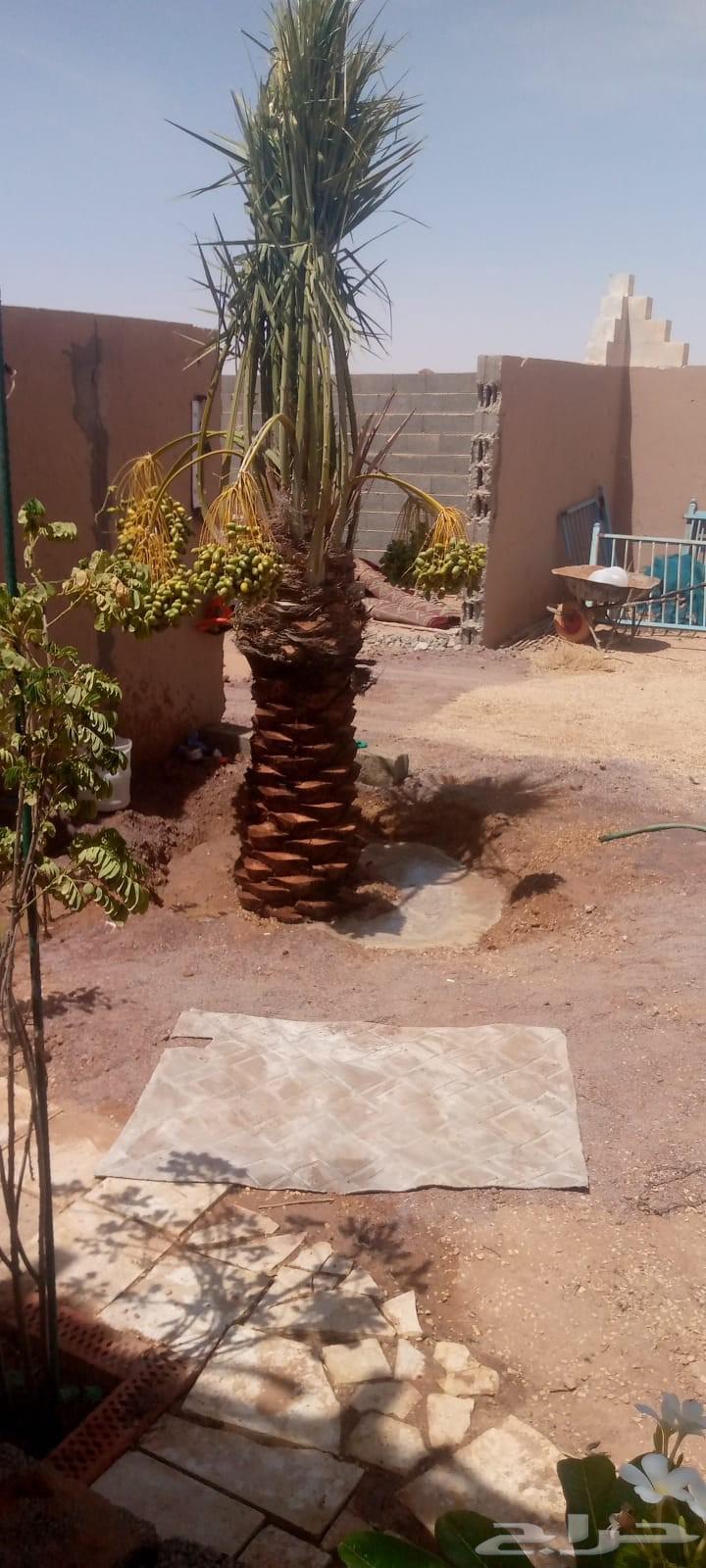 نخل نخيل وشنطني نخل زينه64481386940546111