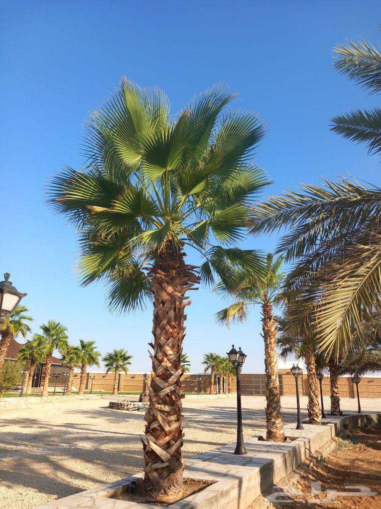 هاذ من تنفيذ أعمالنا لتواصل64474266991619111