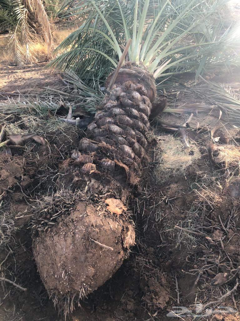 ابها جيزان نجران64524753490050112