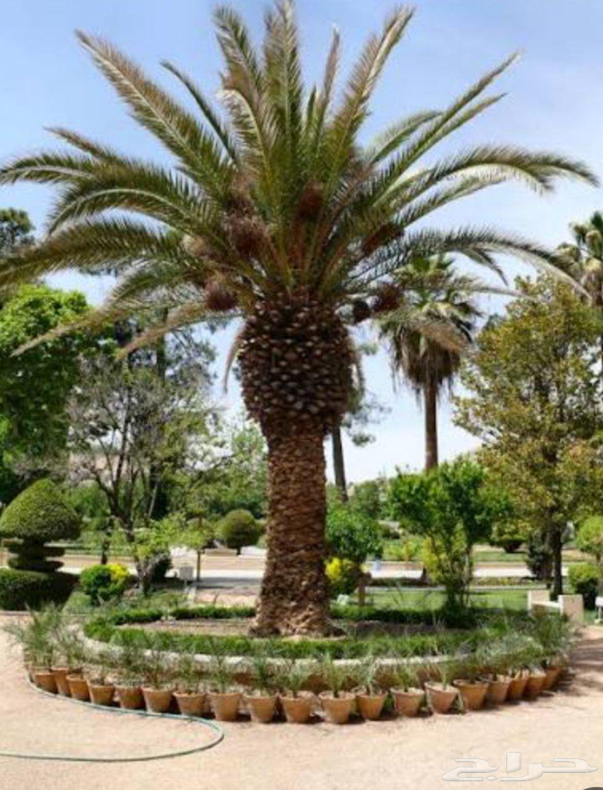 معلم زراعه وقص تنظيف وزراعه كل شيء64474266304899110