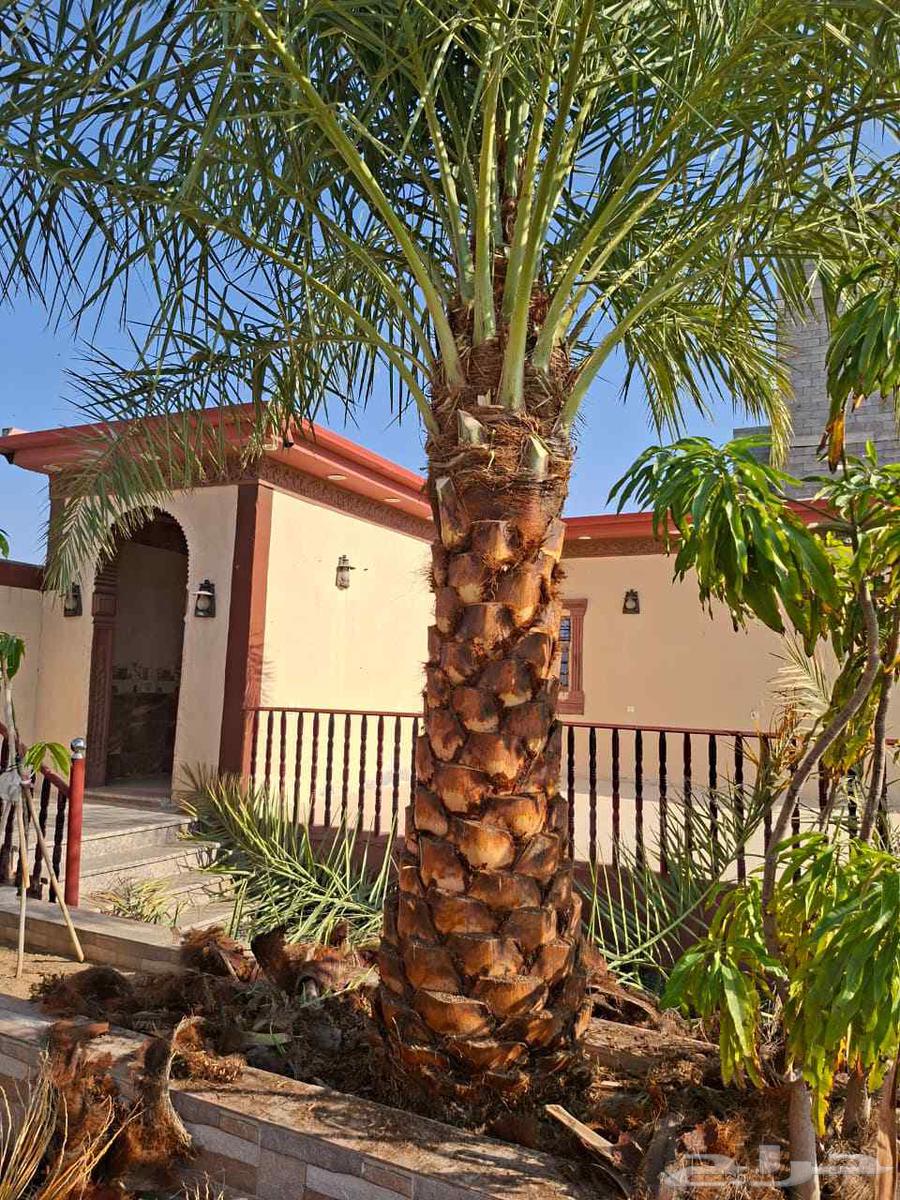 ابها جيزان نجران64524753490050110