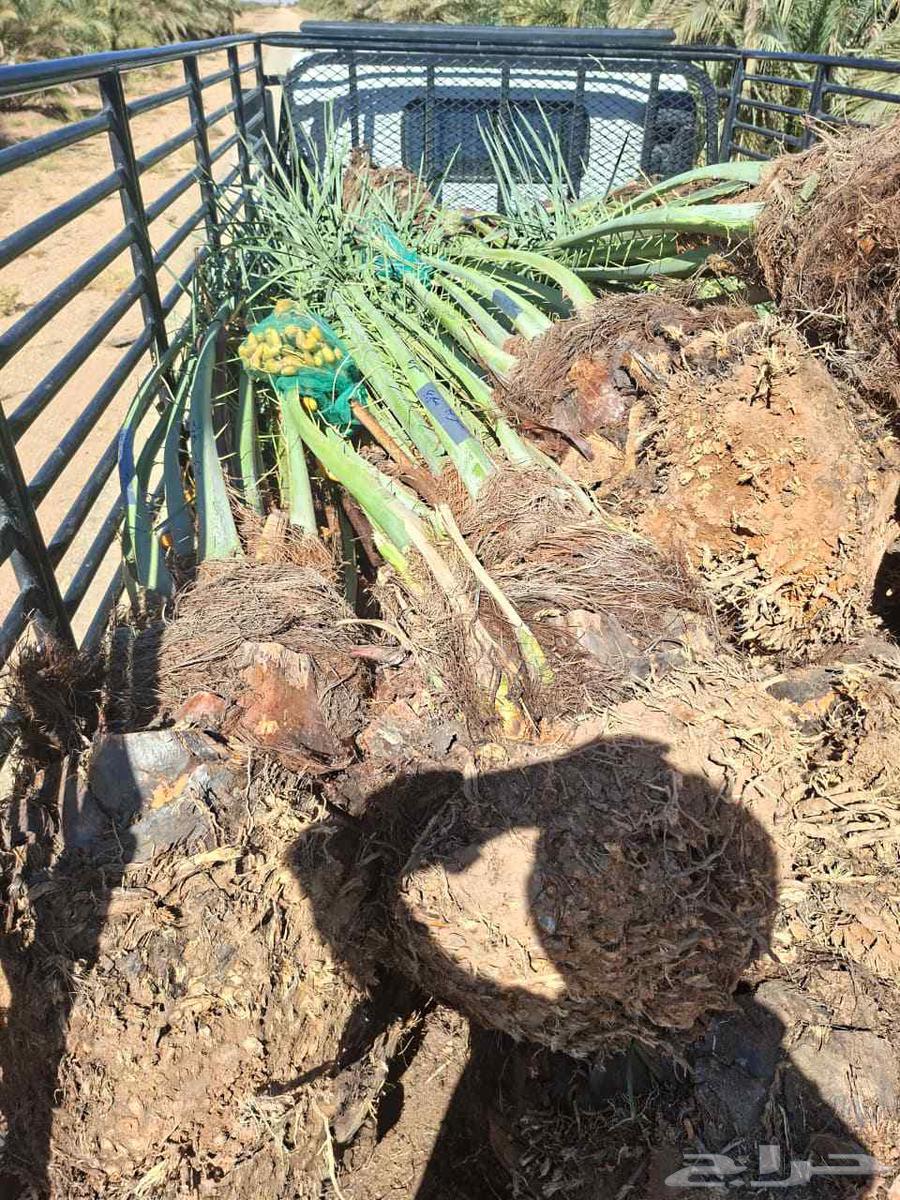 ابها جيزان نجران64524753490050114