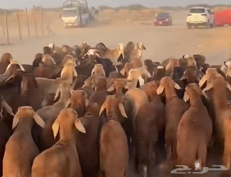 تربيه مواشي تأييد رعاه64481402431105110