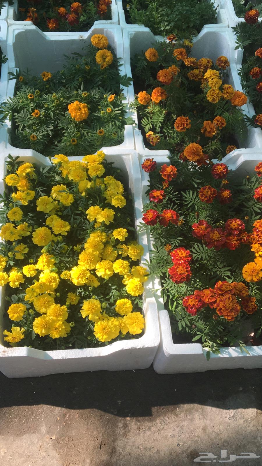 تنسيق الحدائق المنزلية64487021568642112