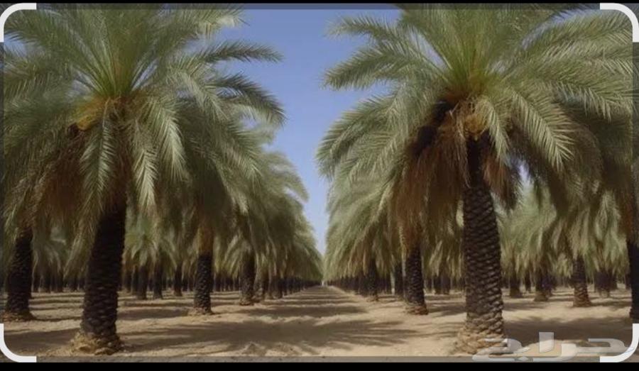 تركيب وتشذيب أشجار النخيل والعناية بها64481448734465114