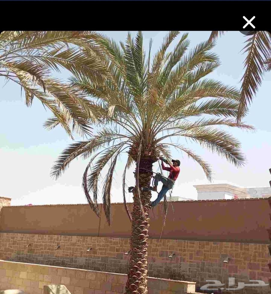 Tree pruning service, palm tree trimming, tree removal, tree relocation, crane lifting, tree transportation64487151164163111