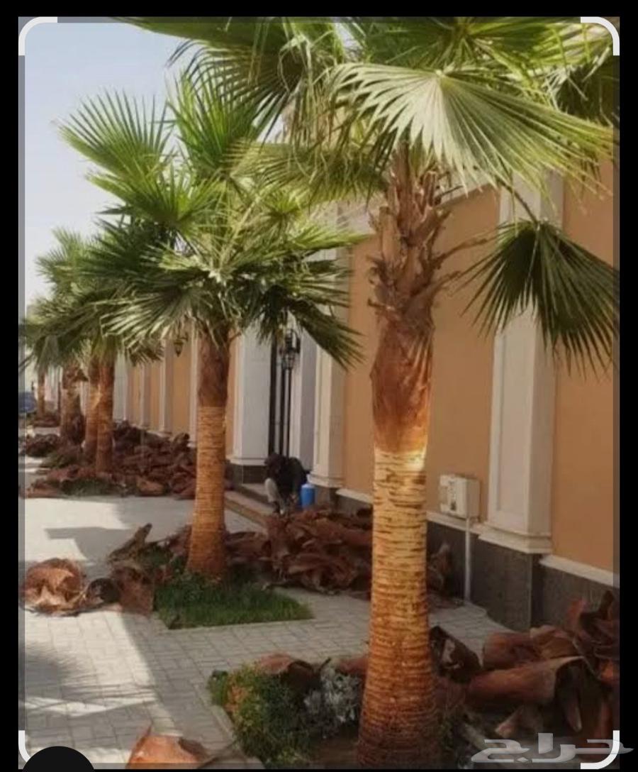 تركيب وتشذيب أشجار النخيل والعناية بها64481448734465113