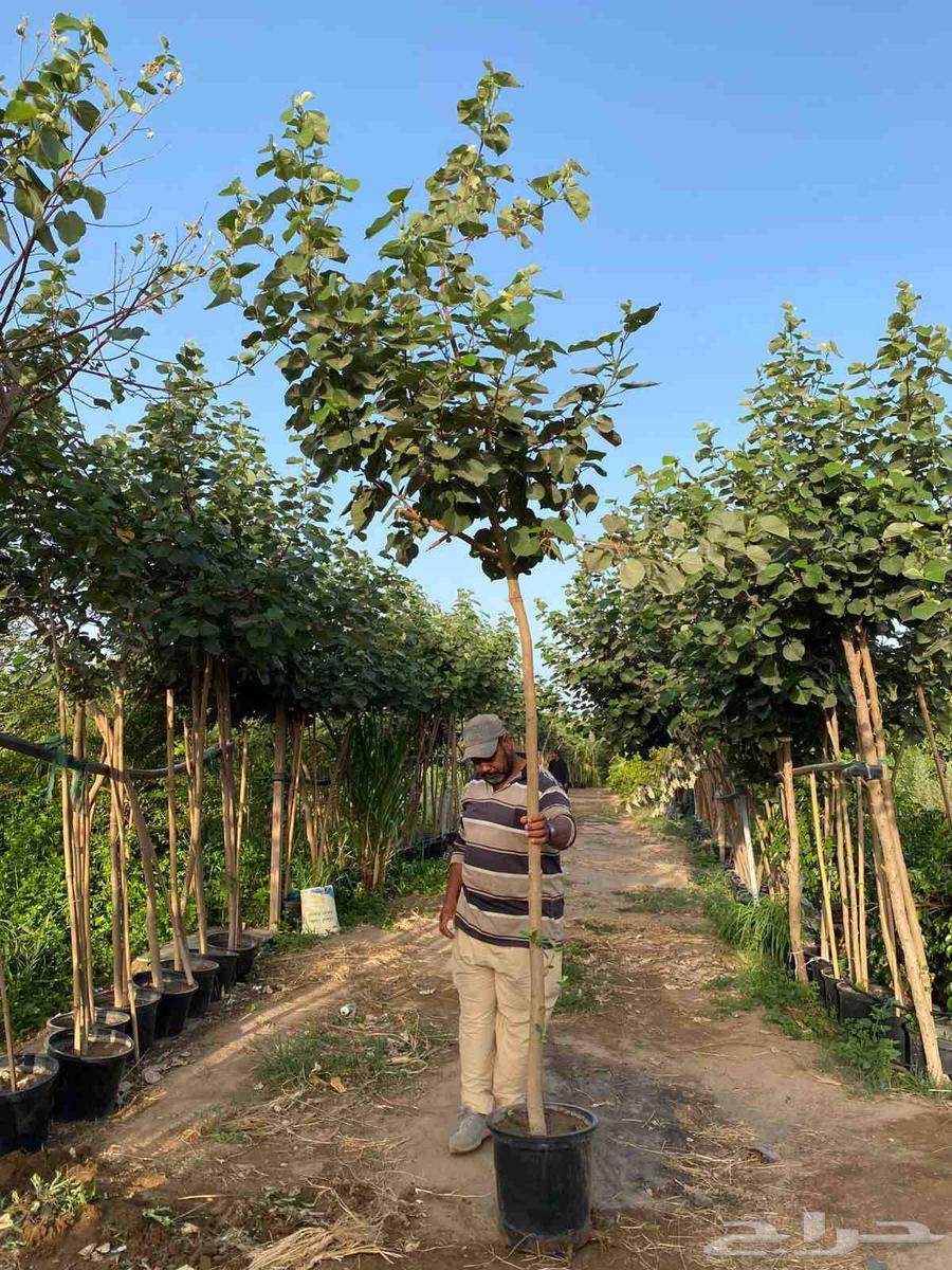 تنسيق حدائق وشبكات الري مهندس ابو الهاشم توريد وتركيب64481433187969110