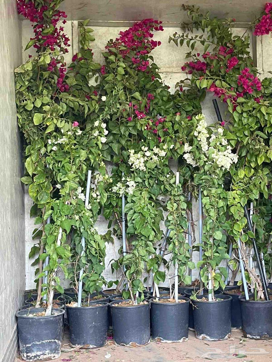 تنسيق حدائق وشبكات الري مهندس ابو الهاشم توريد وتركيب64481433187969114