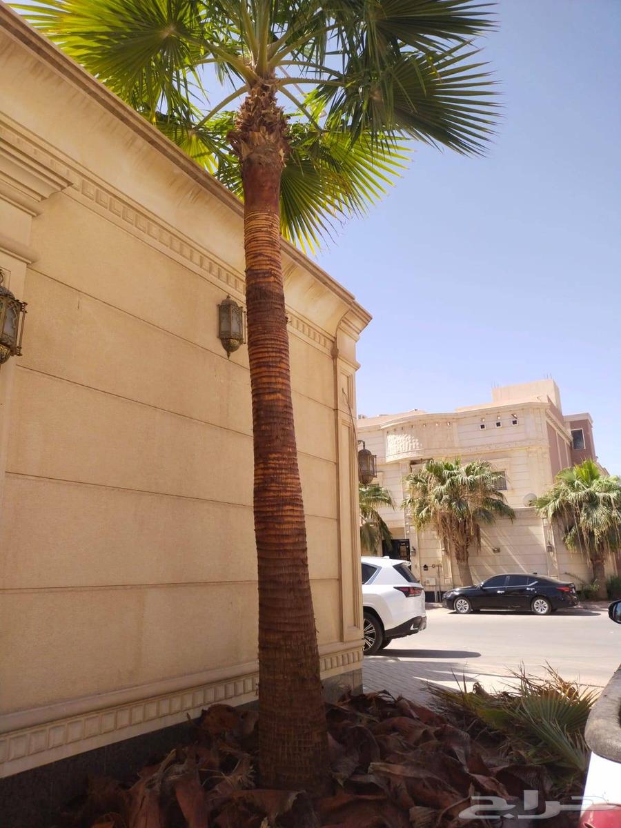 Pruning of Arabic and Shantani palm trees and cutting of fronds, all palm tree works64487119053826112