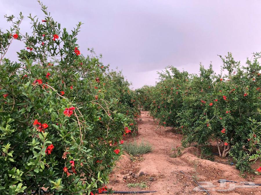 للبيع مزرعة عيون الجواء ( المليدا الشماليه)64481401069185112