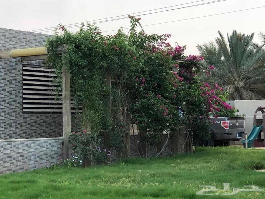 للبيع مزرعة عيون الجواء ( المليدا الشماليه)64481401069185113