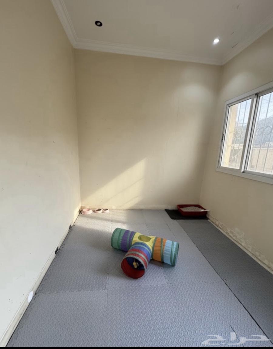 فندقه قطط في الدمام64487104622466110