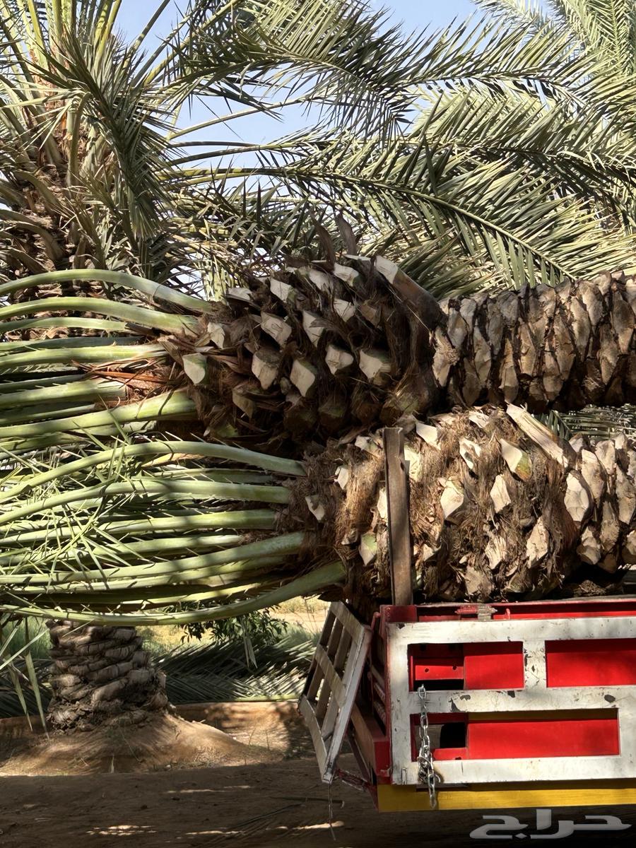 Palm and tree grafting, excavation, and planting64487022144003110