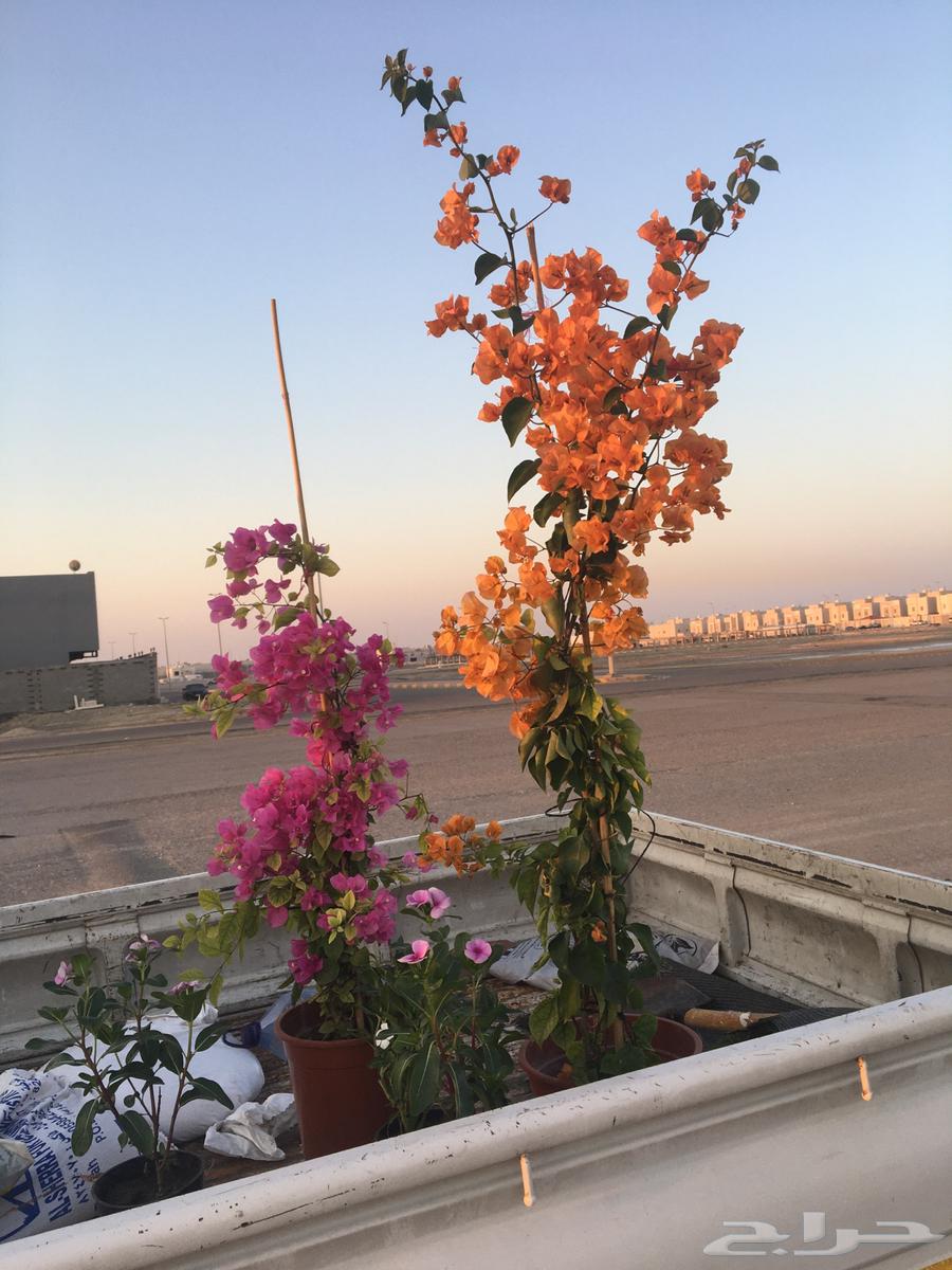 تنسيق الحدائق المنزلية64487021568642110